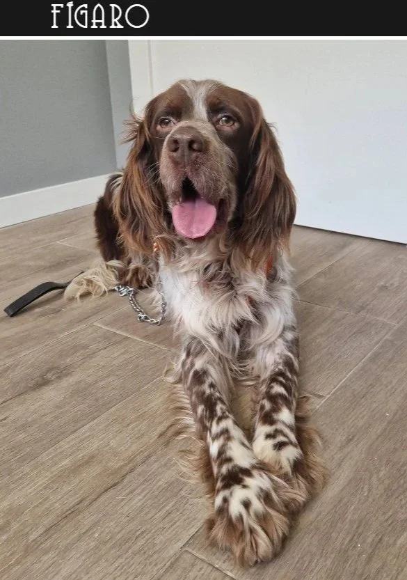 Liver English Setter 