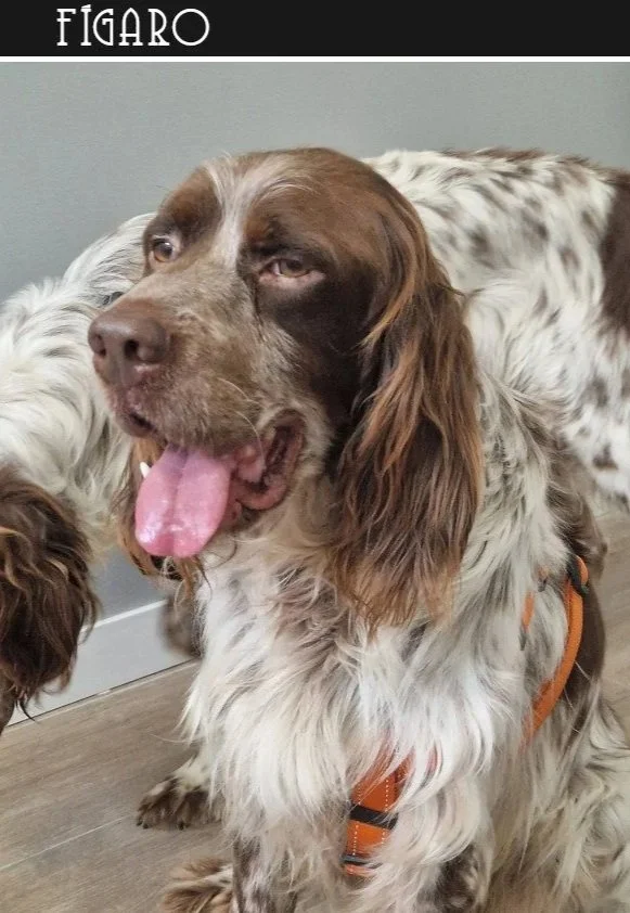 Liver English Setter 