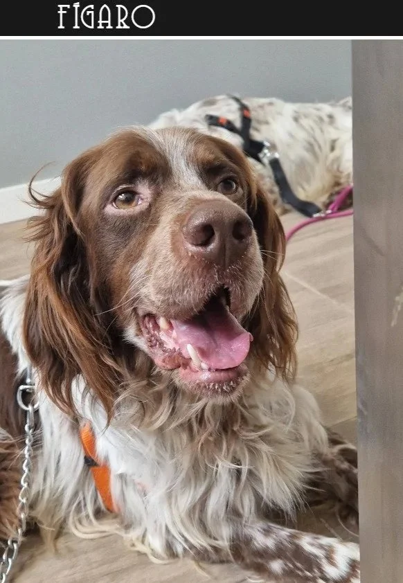 Liver English Setter 