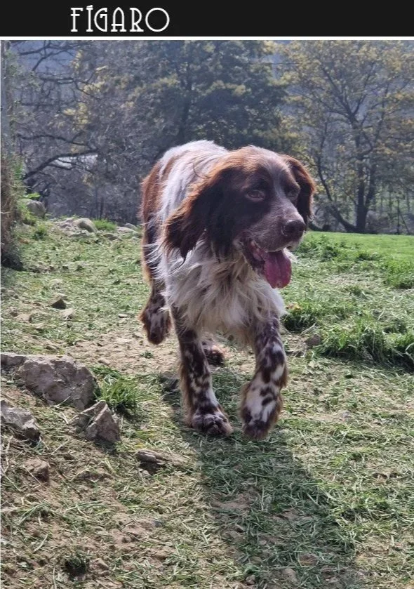 Liver English Setter 