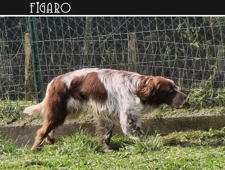 Liver English Setter 