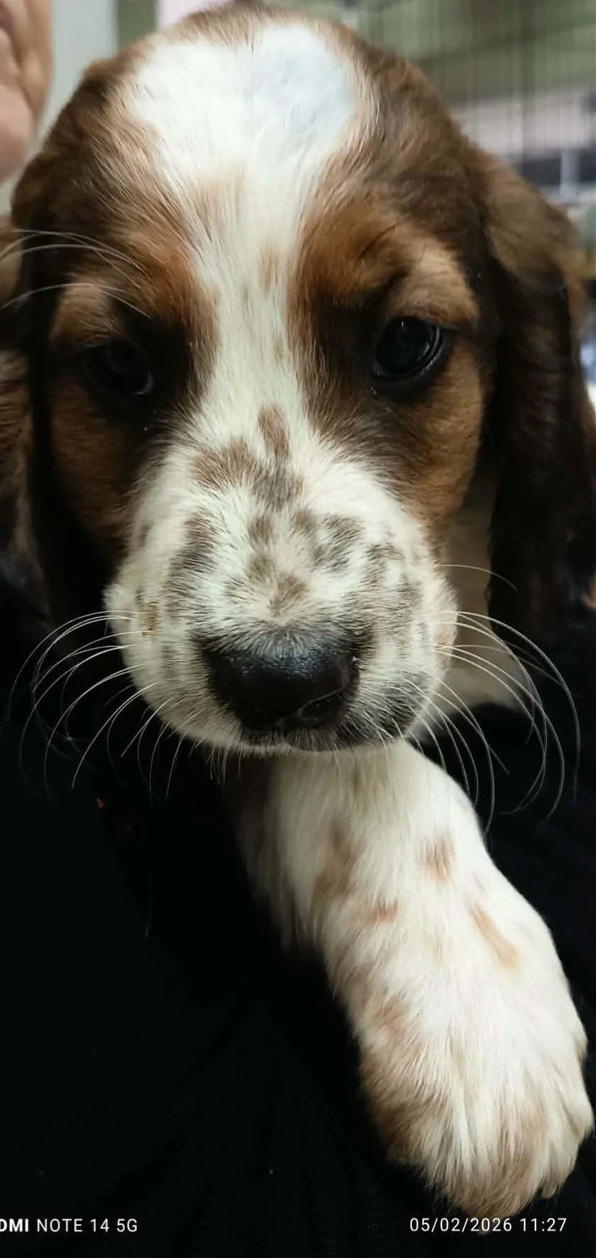 Setter cross puppy