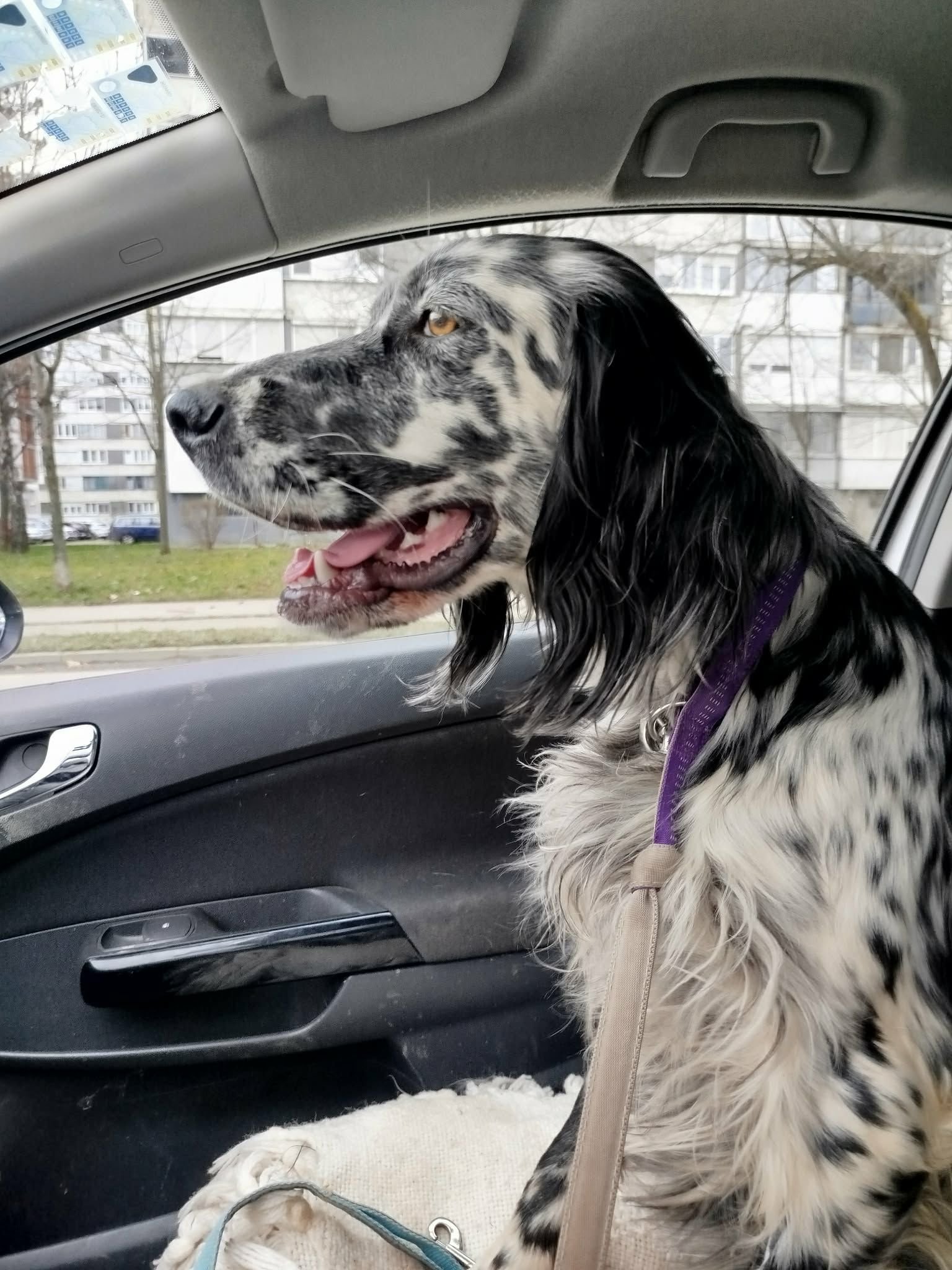 Blue Belton English Setter Female