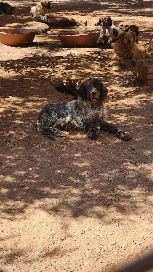 Happy Blue Belton English Setter 