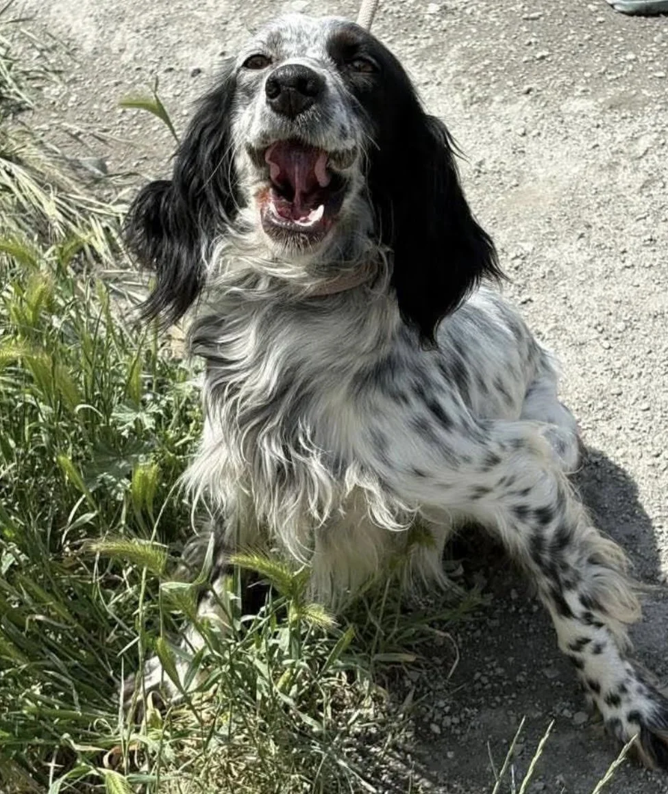 black and white english setter sat outside looking happy 