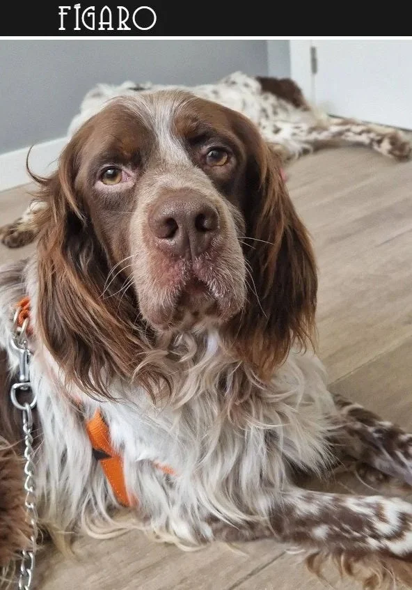 Liver English Setter 