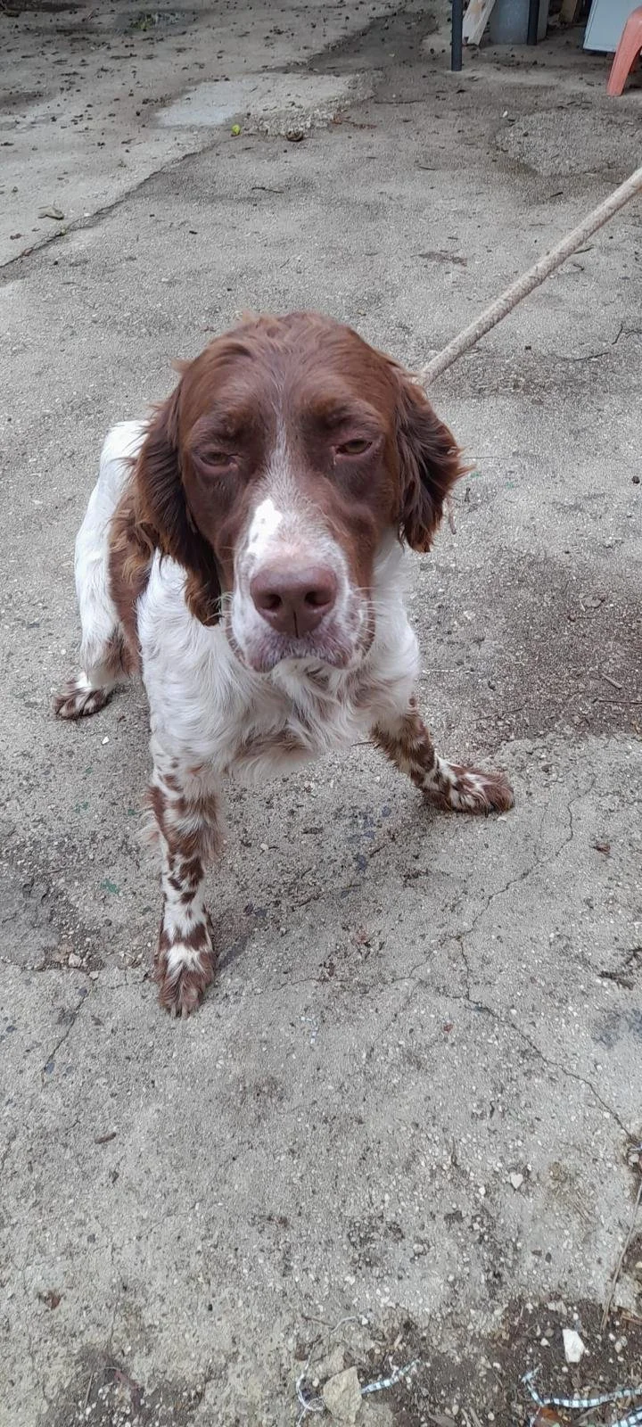 Liver Belton English Setter standing on the streets