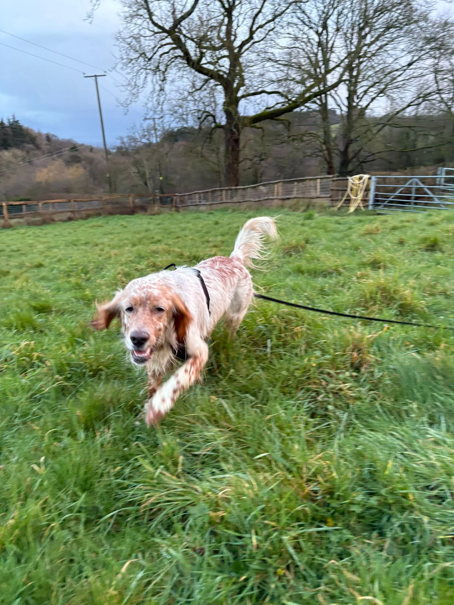 Orange Belton Setter having fun 