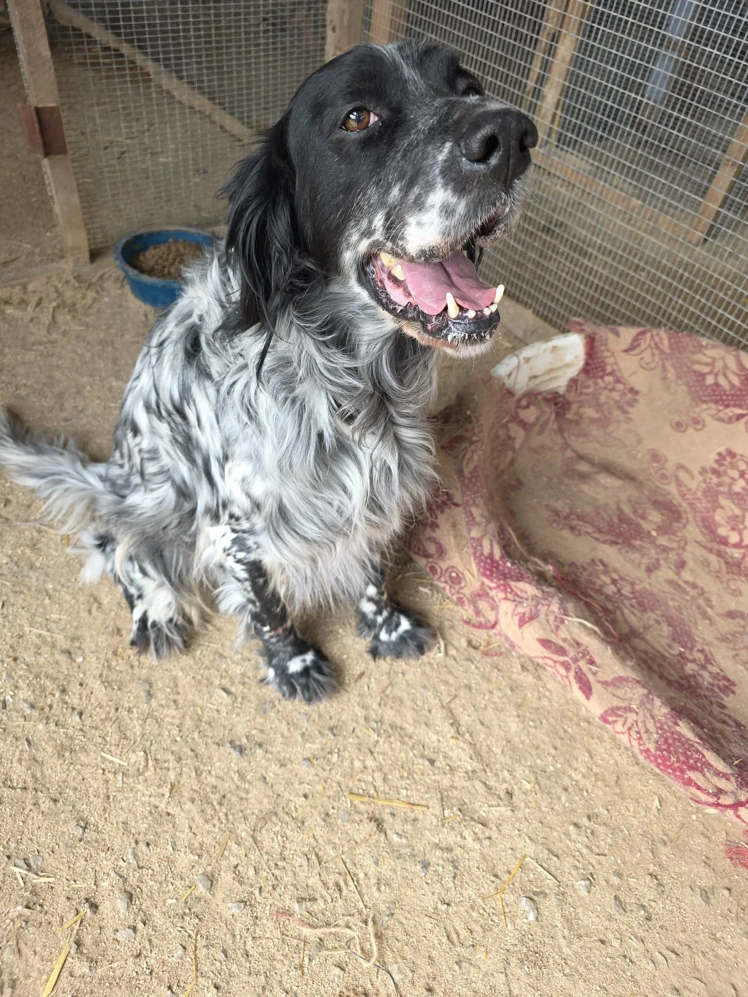 smiling English setter 