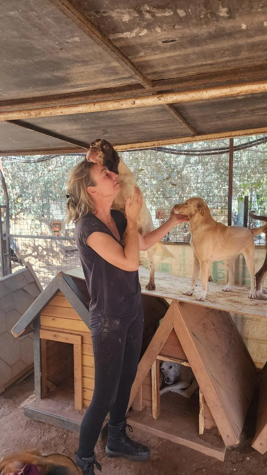 english setter enjoying cuddles looking very happy in an outdoor environment 