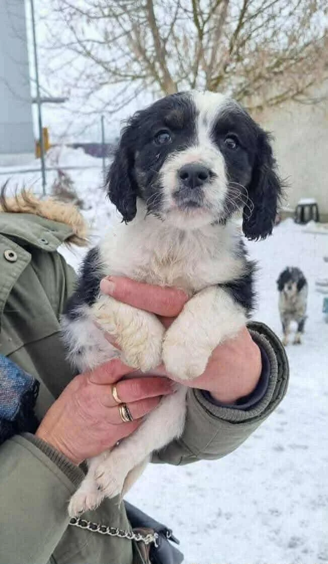 English Setter Cross puppy 
