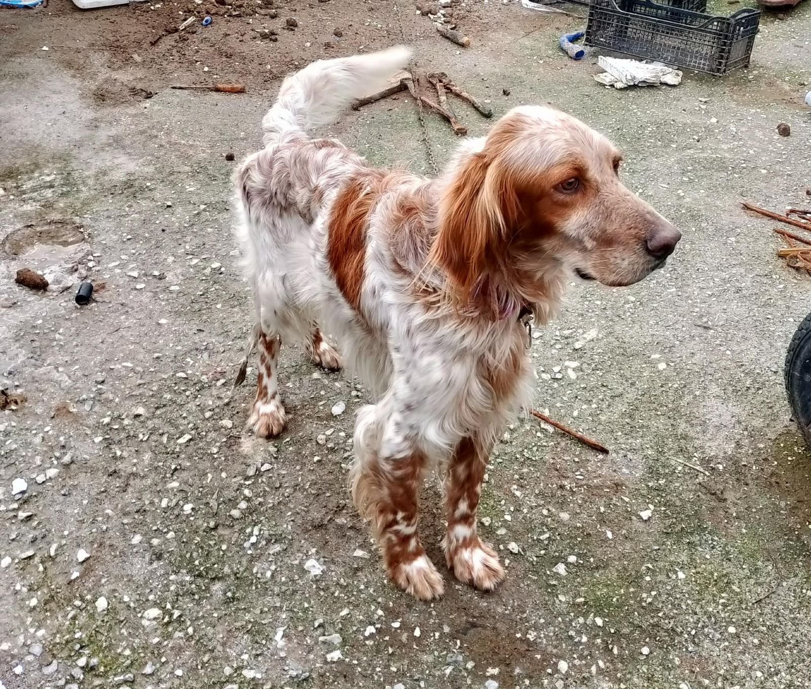 A Orange Belton English Setter dog standing on a gravel ground outdoors.