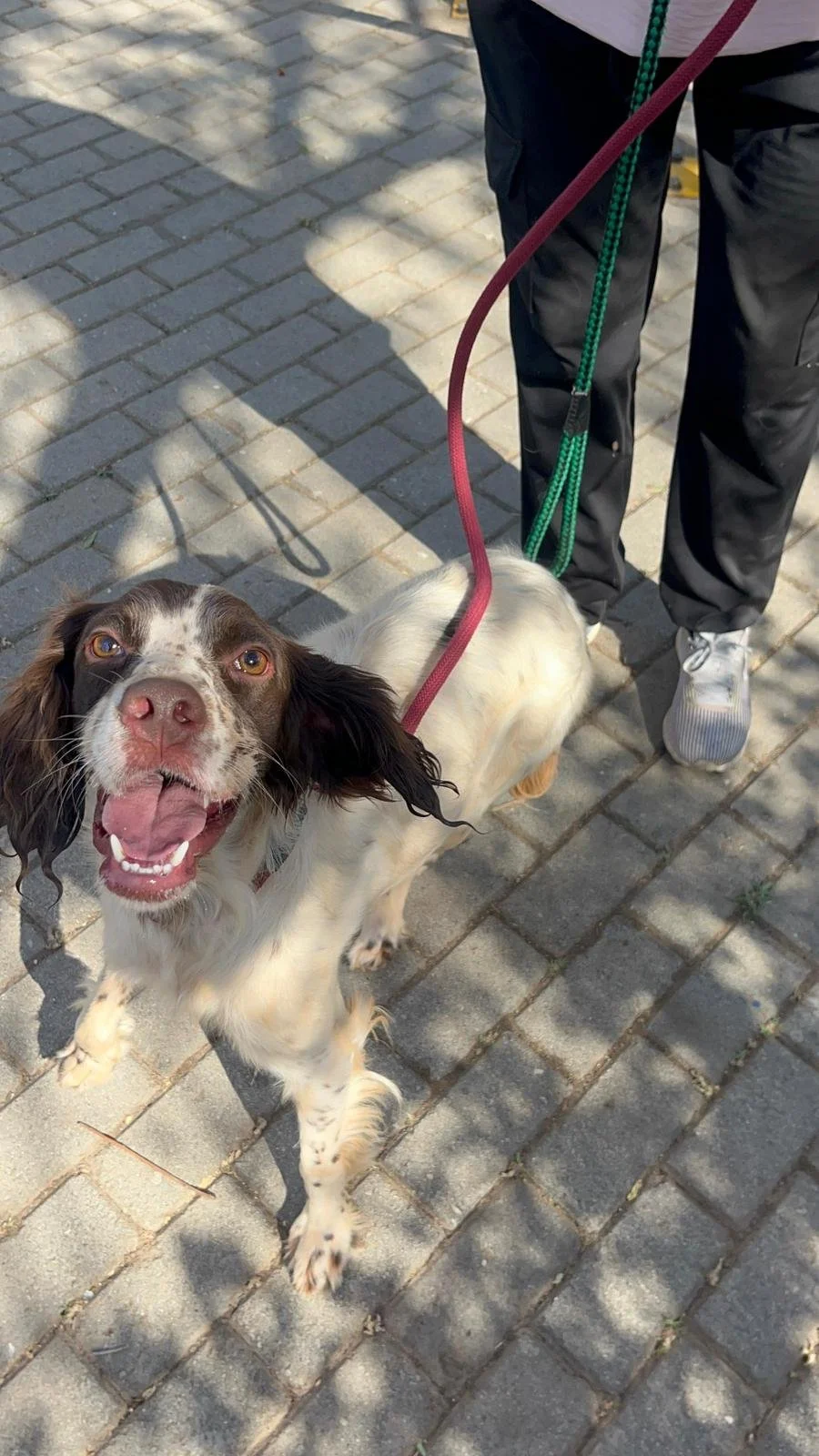 english setter looking very happy in an outdoor environment 