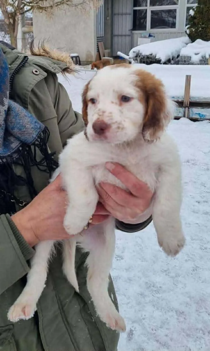 English Setter Cross puppy 