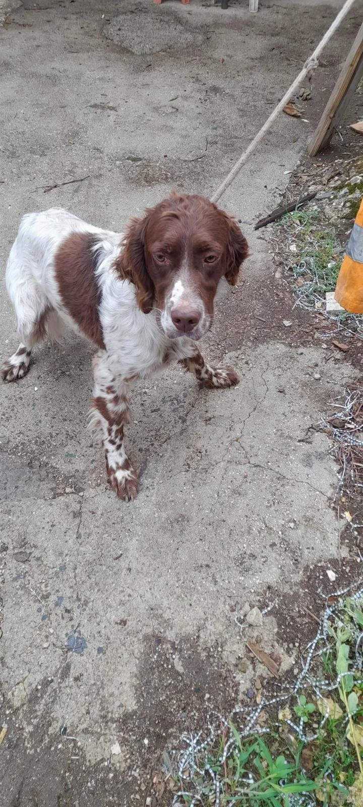 Liver Belton English Setter standing on the streets
