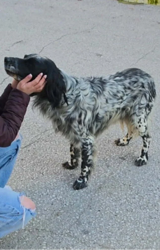 English setter  having cuddle on floor 