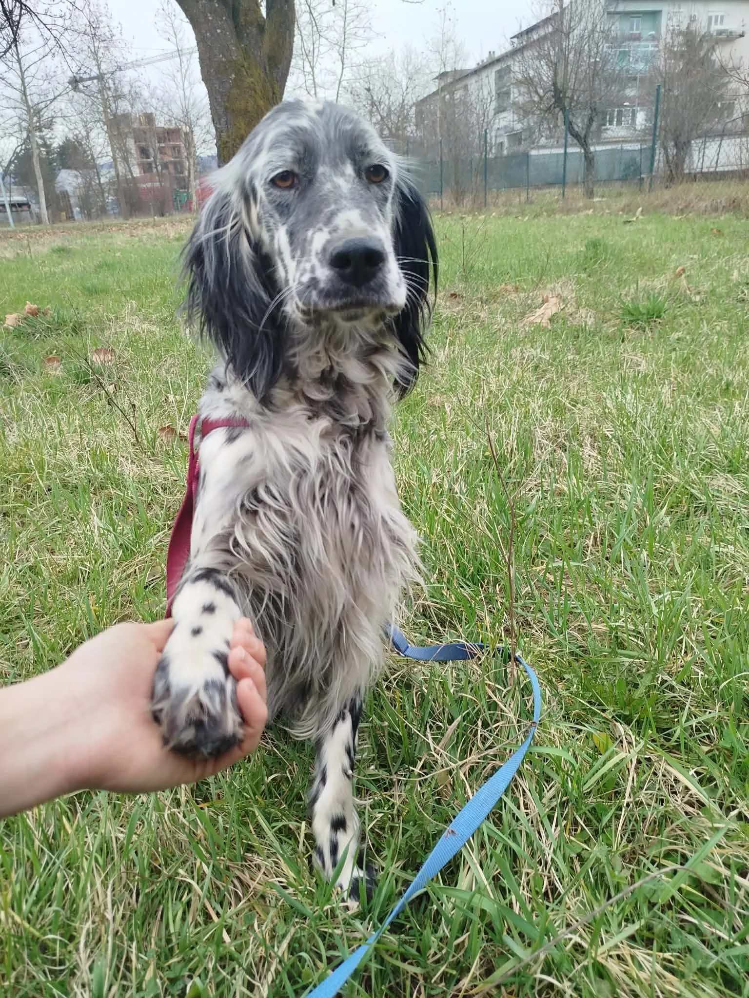 Blue Belton English Setter Female