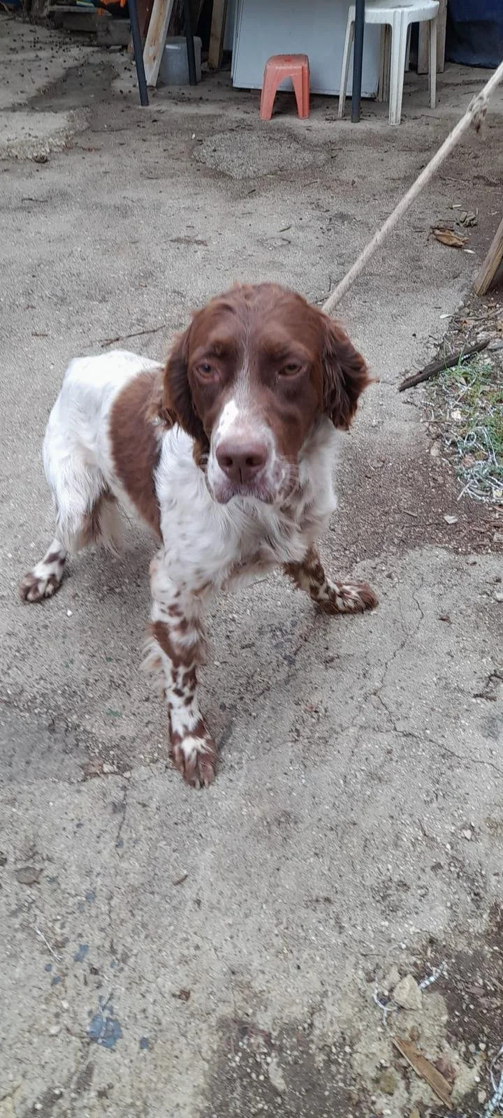 Liver Belton English Setter standing on the streets