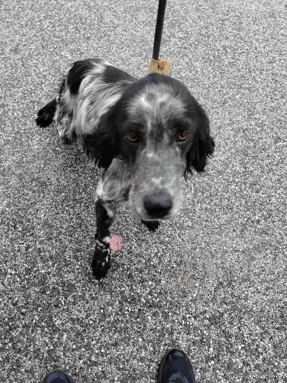 A black and white dog with brown eyes standing on a gravel surface, looking up at the camera, with a leash attached to its collar.
