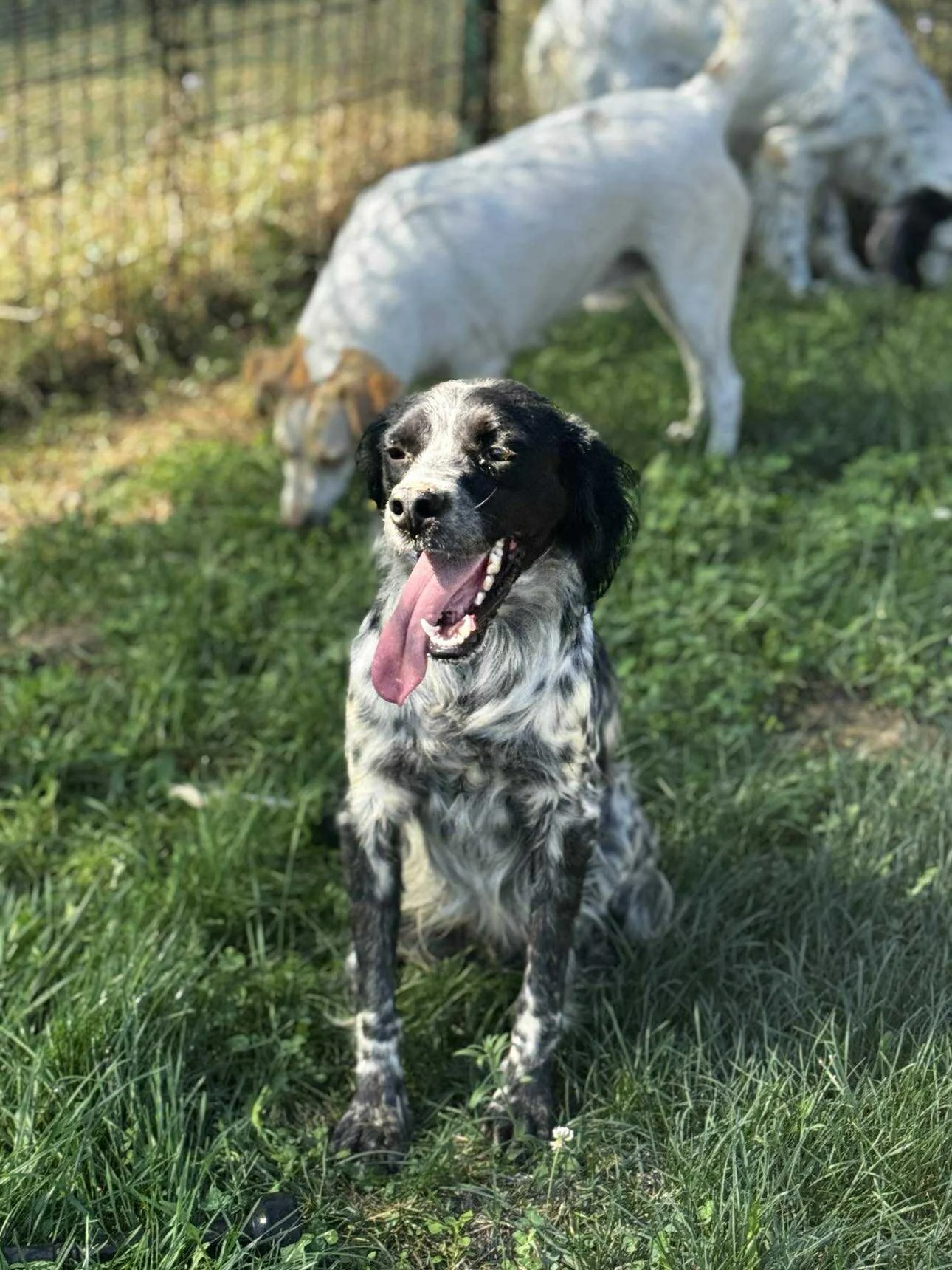 A black and white spotted dog sitting on grass with its mouth open and tongue out, other dogs grazing nearby in the background.