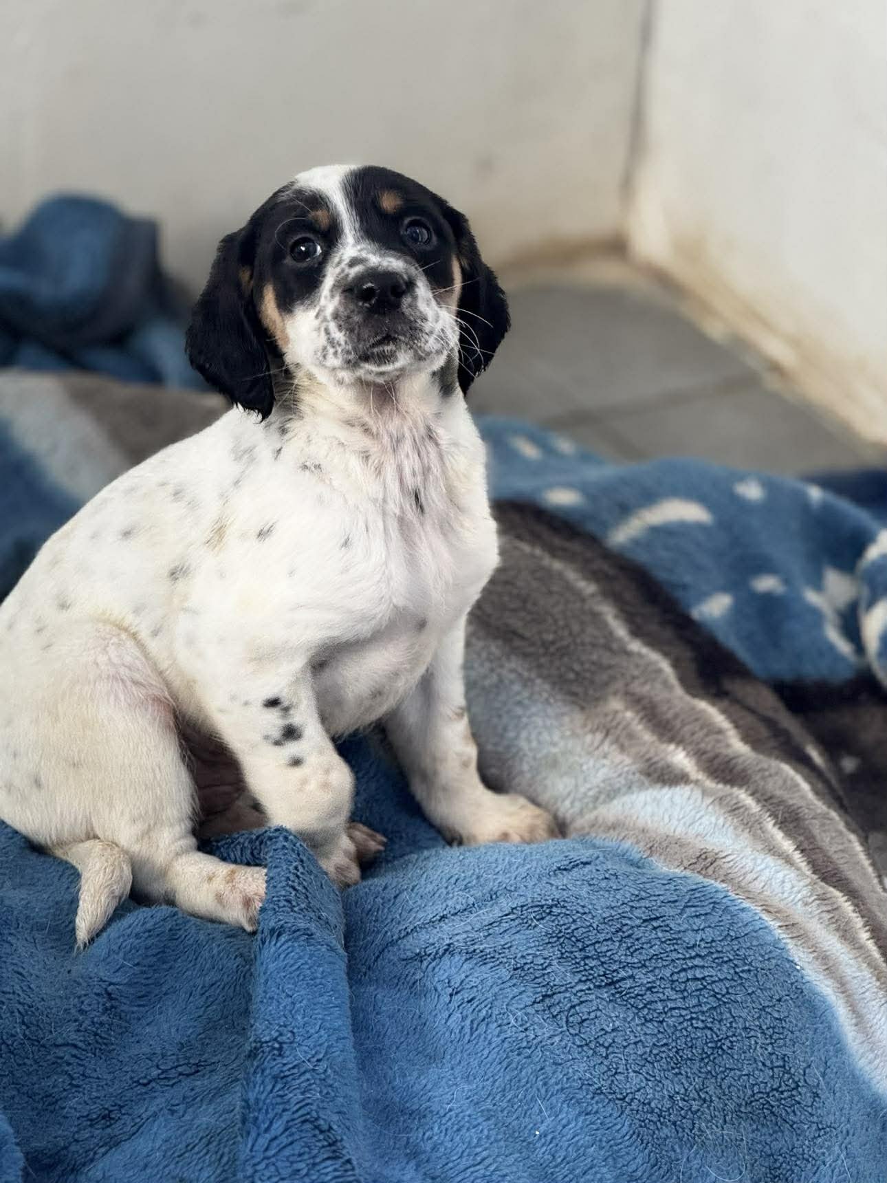 English Setter Cross puppy 
