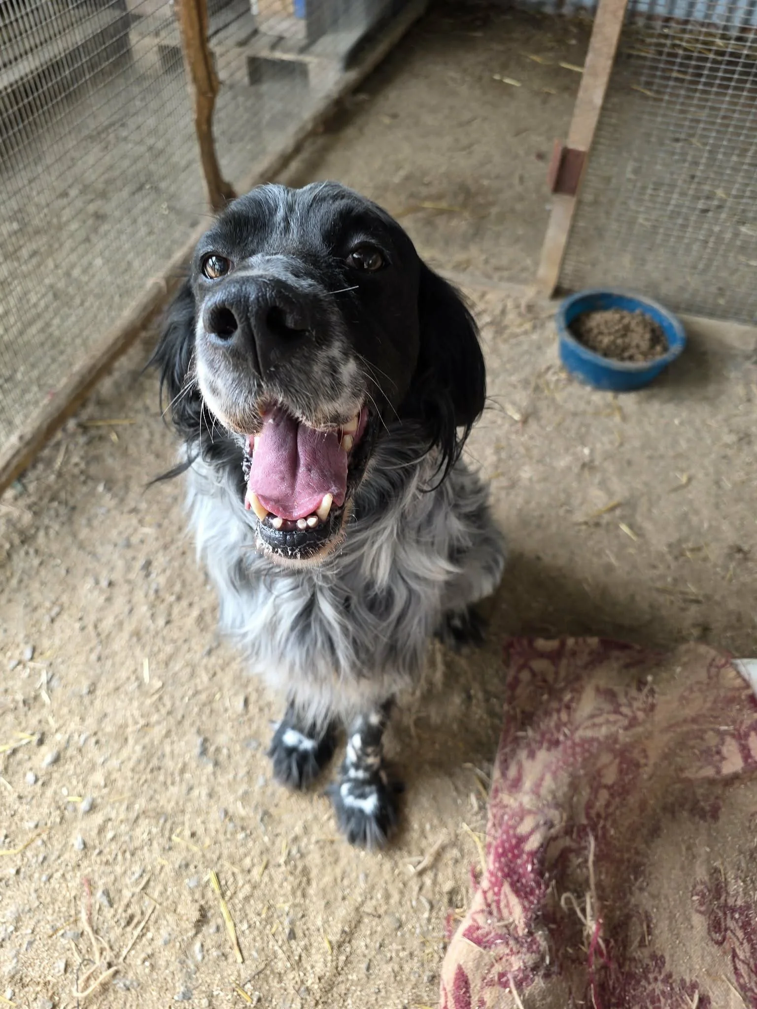 smiling English setter 