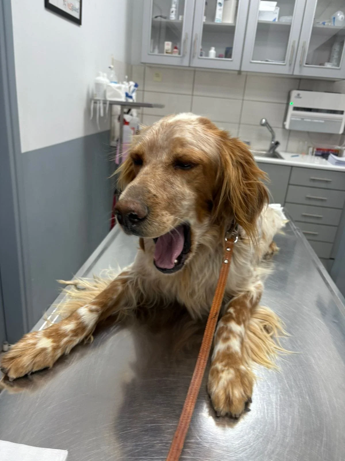 Orange Belton Setter int the vets lying down 