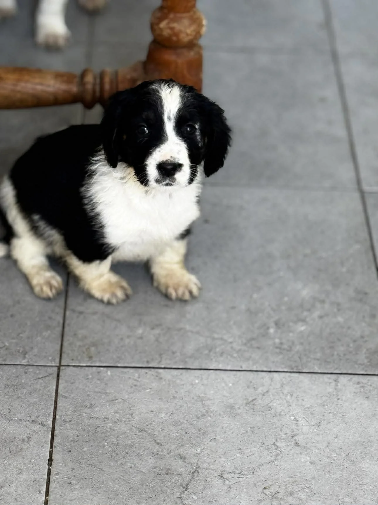 English Setter Cross puppy 
