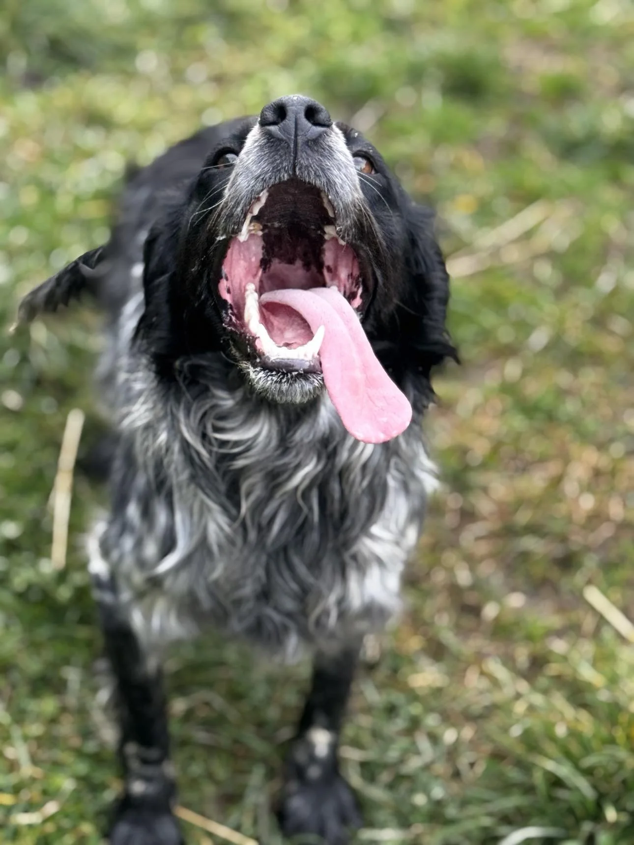 A black and white dog with a long tongue hanging out, standing outdoors on grass.