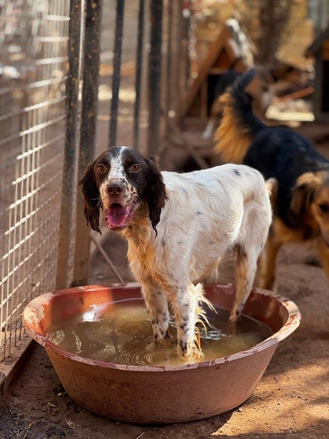 english setter enjoying water looking very happy in an outdoor environment 