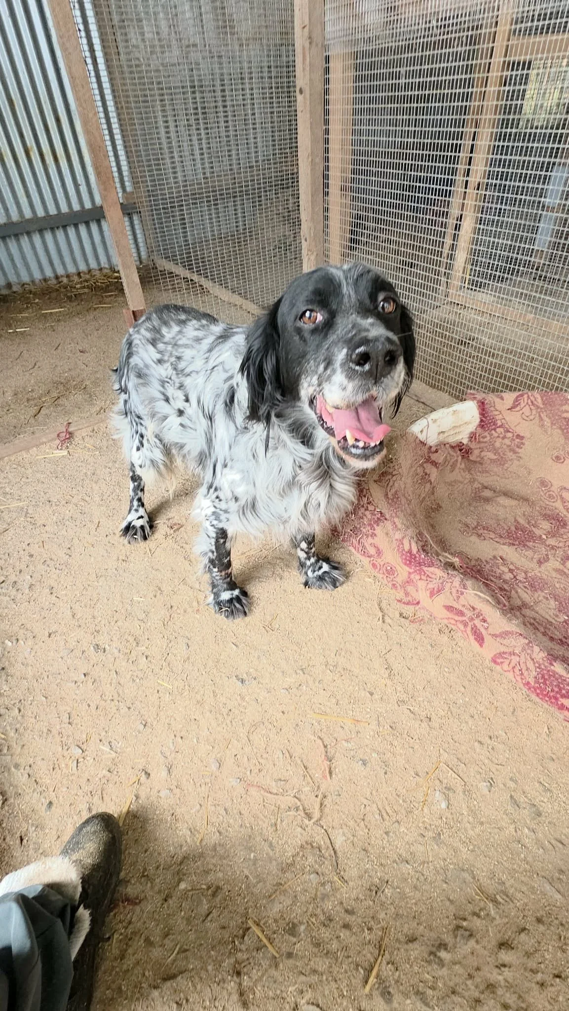 smiling English setter 