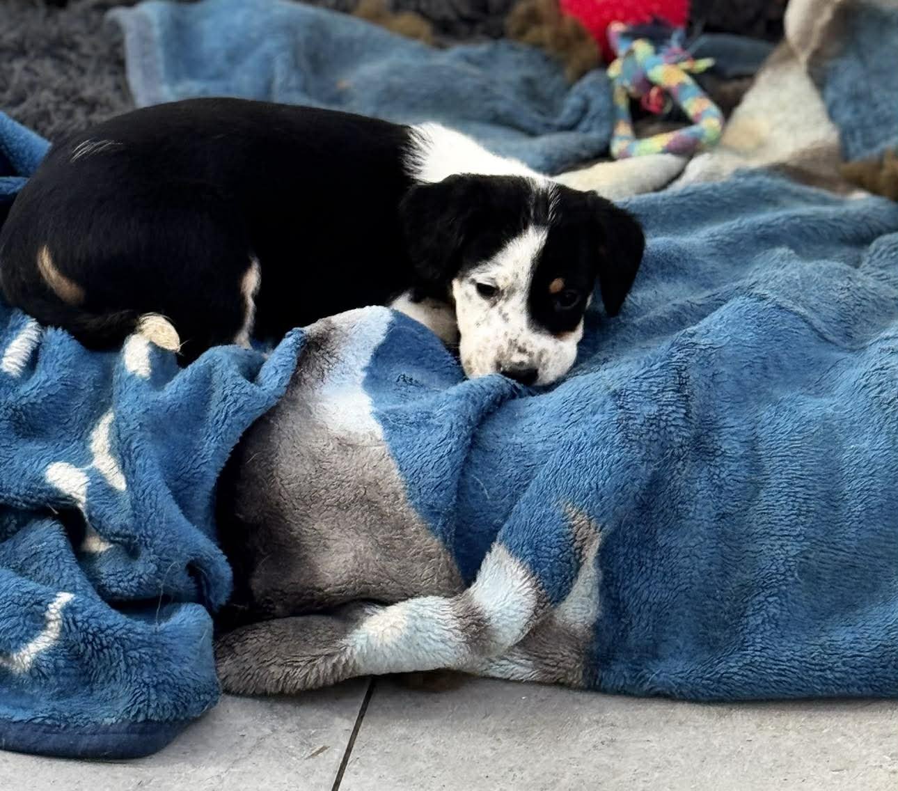 English Setter Cross puppy 
