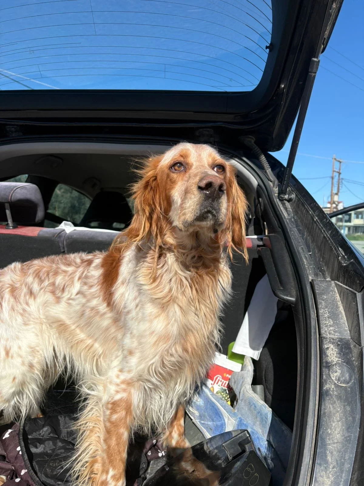 Orange Belton Setter in the boot of a car standing and looking out 