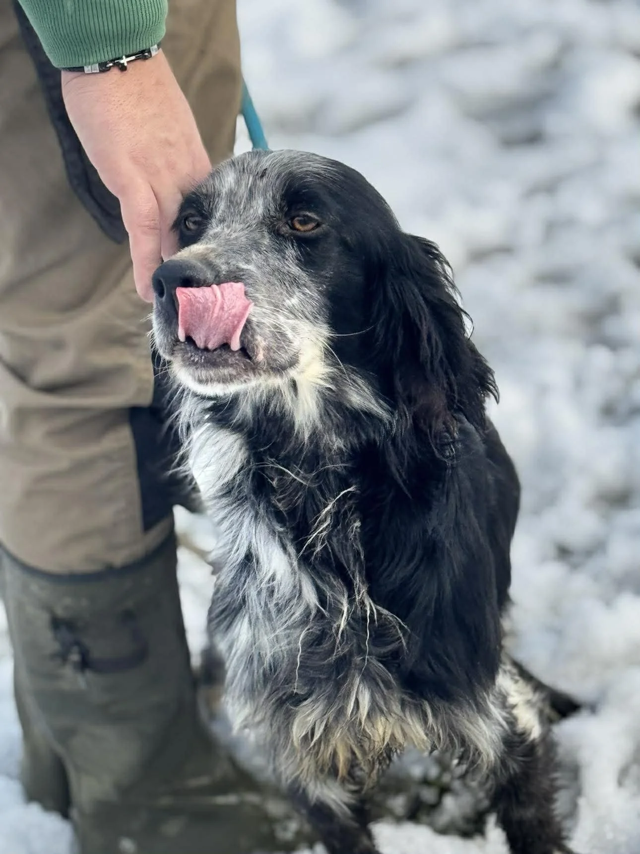 A black and white dog sitting in snow, licking its nose, with a person beside it wearing green sleeve and khaki pants.