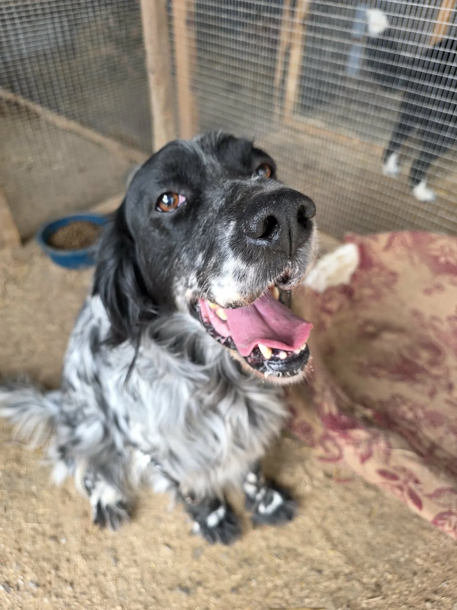 smiling English setter 