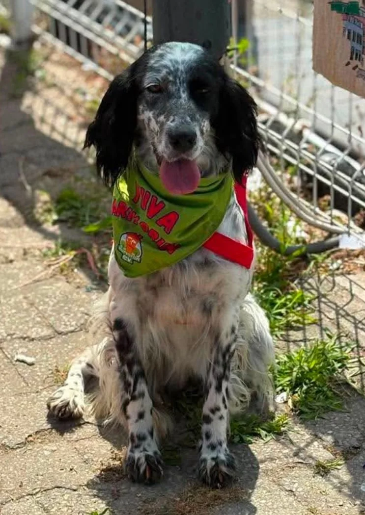 black and white english setter sat outside looking happy 