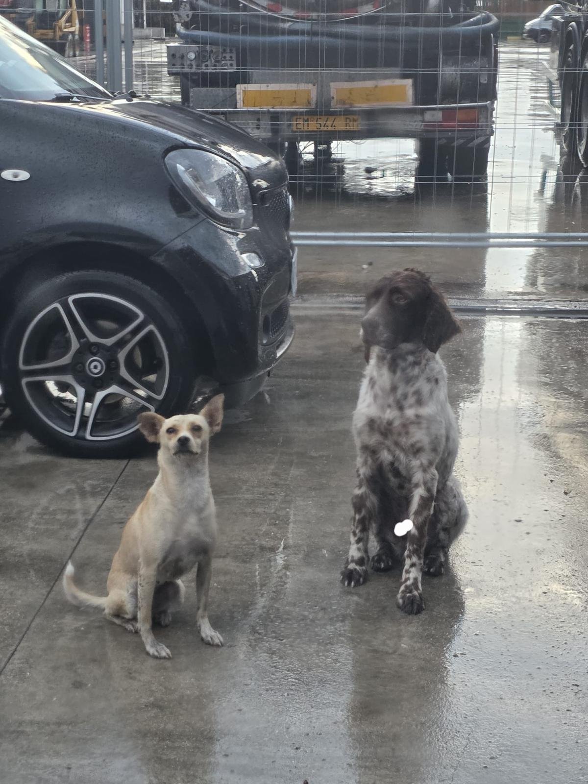 Liver Belton English Setter standing on the streets