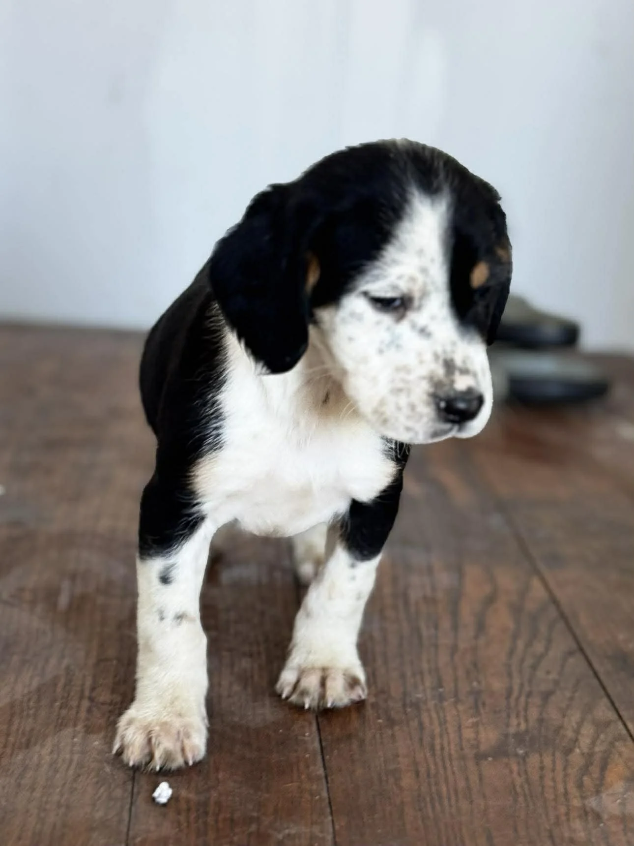 English Setter Cross puppy 