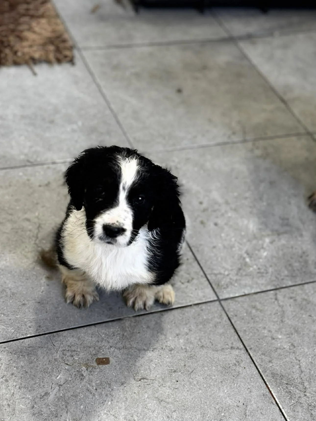 A black and white puppy with floppy ears sitting on a tiled floor, looking at the camera.