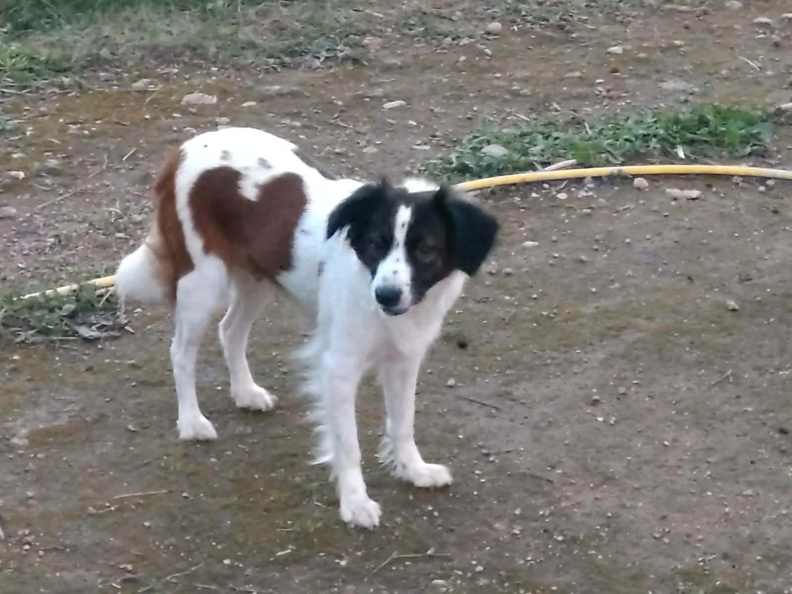 Setter Cross dog outside