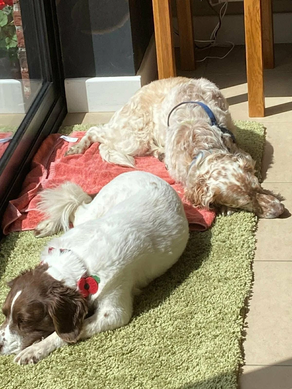 Two dogs, a larger golden-colored dog and a smaller white and brown dog, are lying on a green mat near a glass door. The larger dog is stretching out and resting its head on the ground, while the smaller dog is curled up with a red collar that has a 