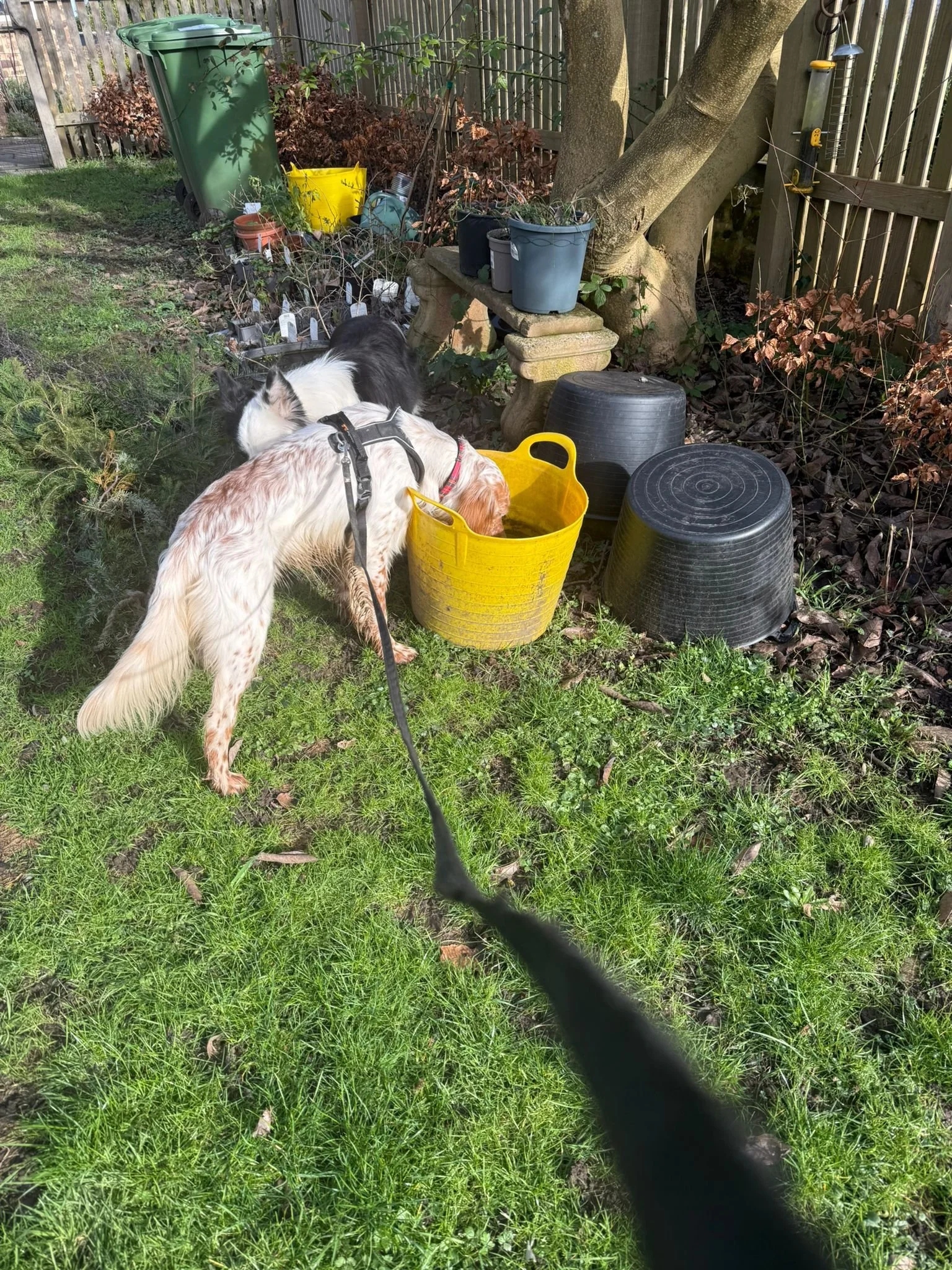 Orange Belton Setter having fun 