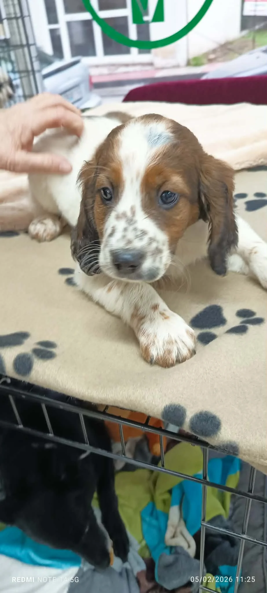 Setter cross puppy