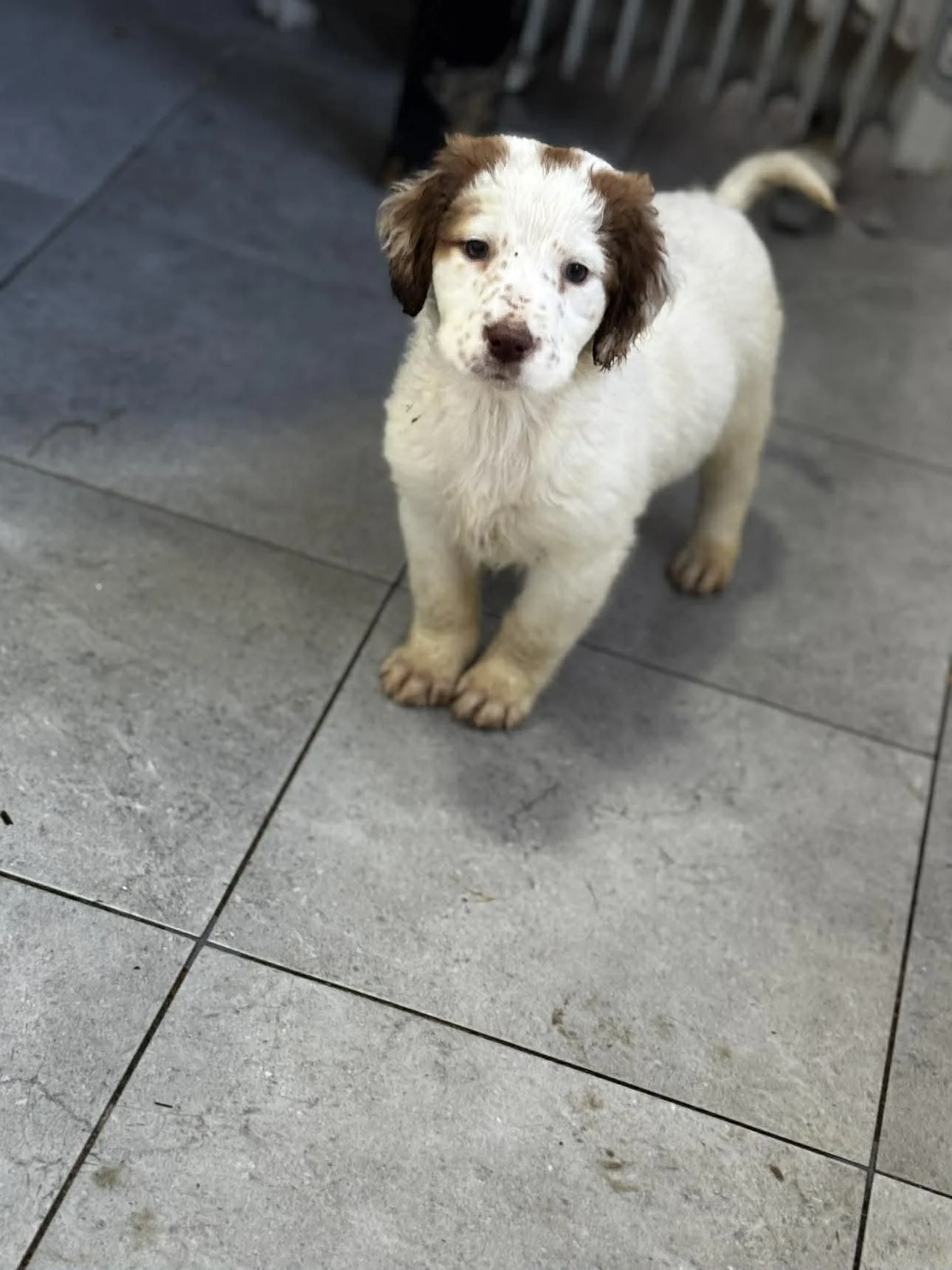 English Setter Cross puppy 