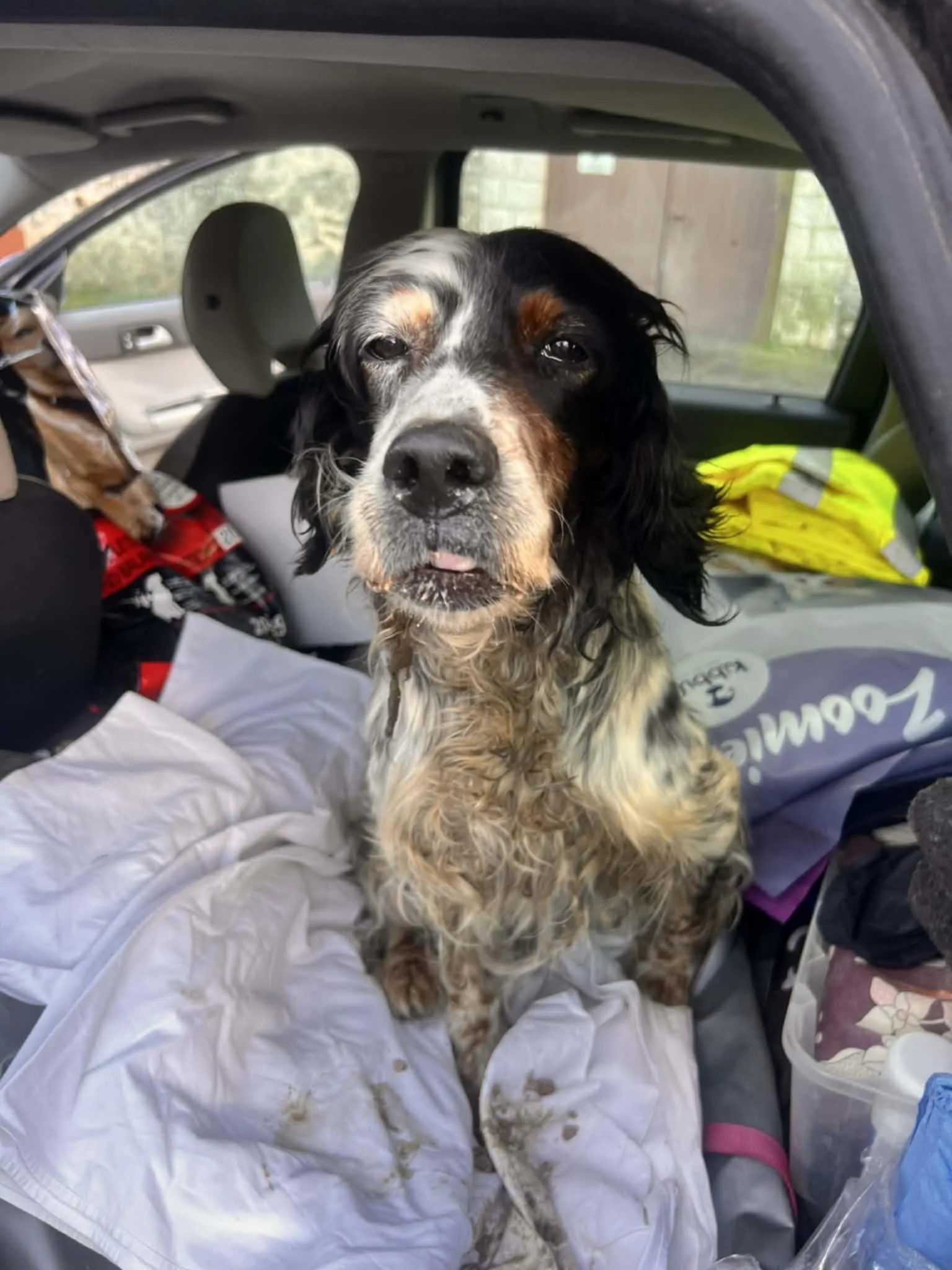 A wet English Setter dog with black, white, and tan fur sitting in the back of a car among various items, including a white cloth and a plastic container.