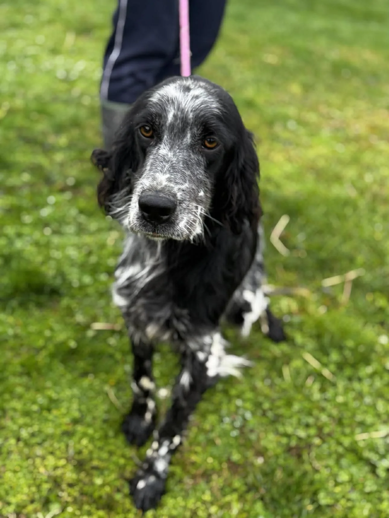Close-up of a black and white English Setter dog walking on grass with a pink leash, looking directly at the camera.