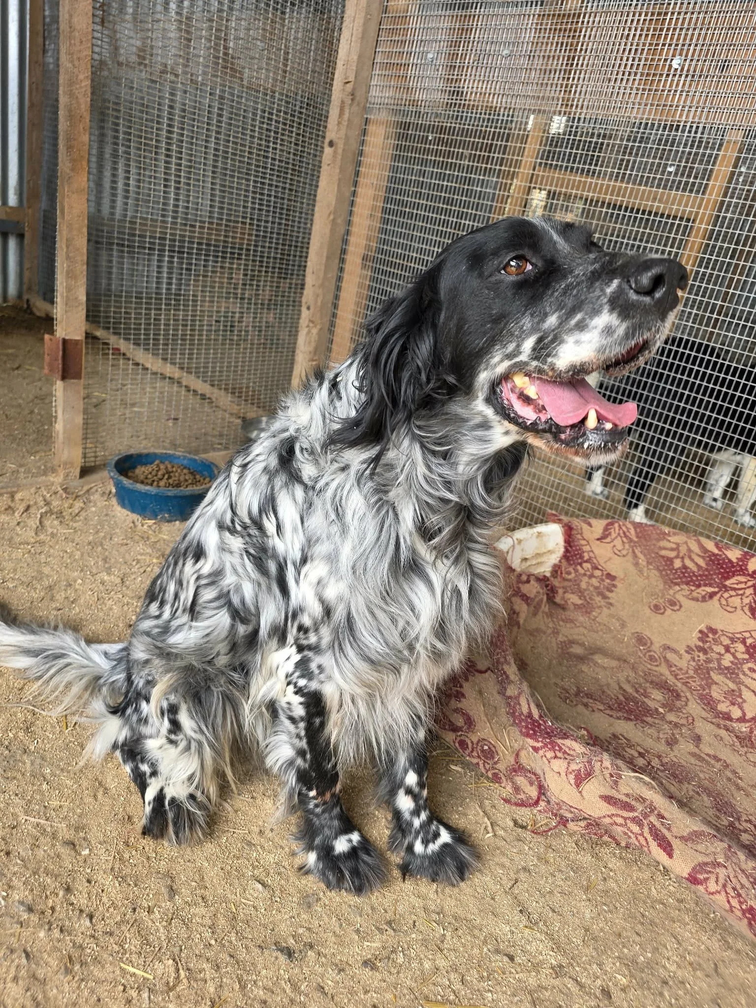 smiling English setter 