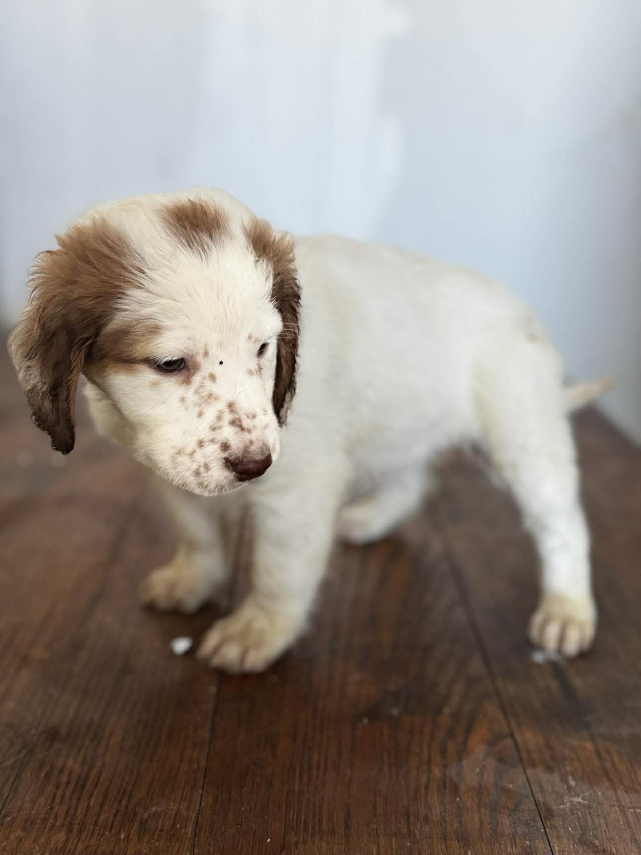 English Setter Cross puppy 