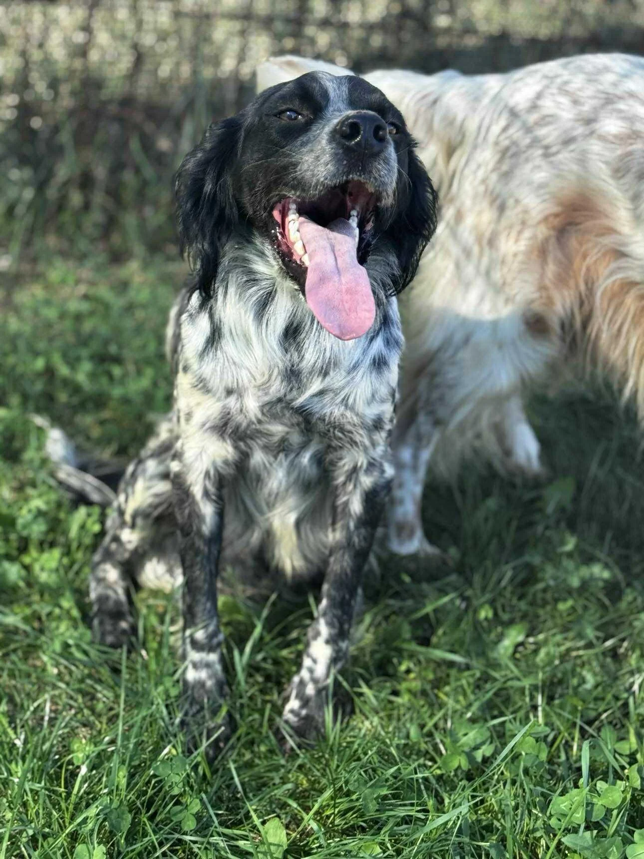 A black and white dog sitting on grass with its mouth open and tongue out, next to another dog that is mostly out of frame.