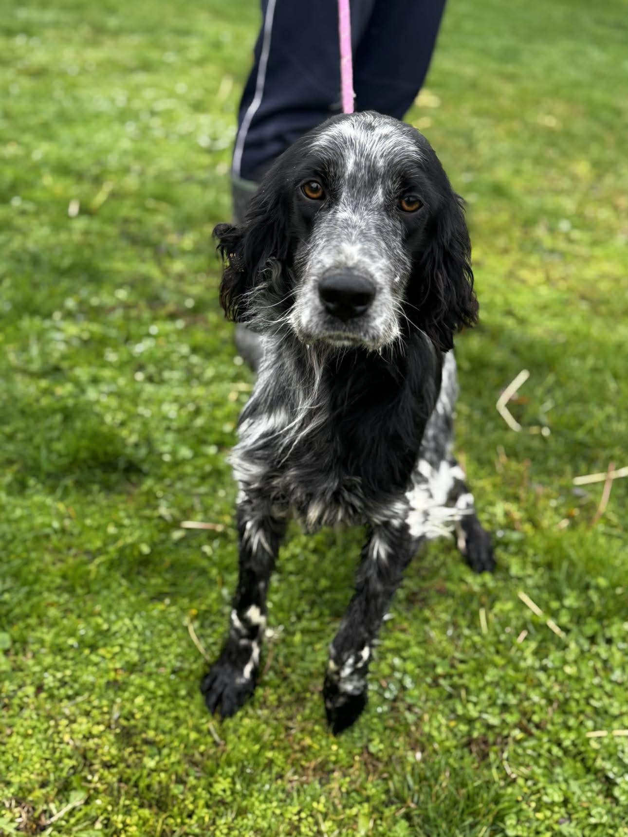 A black and white dog with long ears and amber eyes sitting on green grass, with a person wearing dark pants standing behind it.